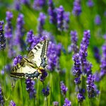 تأثیر اسطوخودوس بر سلامت پوست و خواص ضدالتهاب و ضدآکنه آن